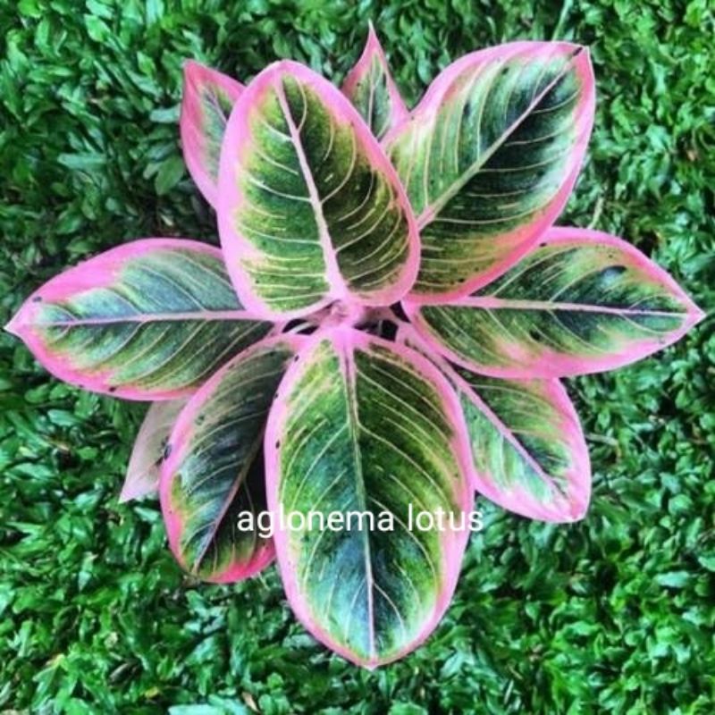 bibit bonggol AGLAONEMA LOTUS