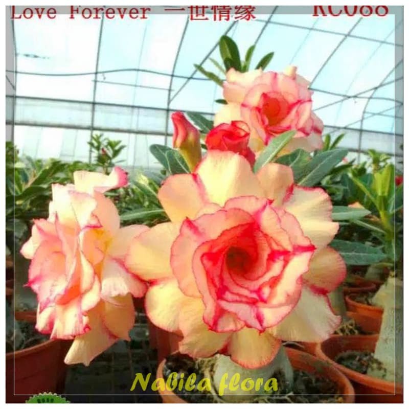 Bibit Tanaman hias adenium ( love Forever ) murah