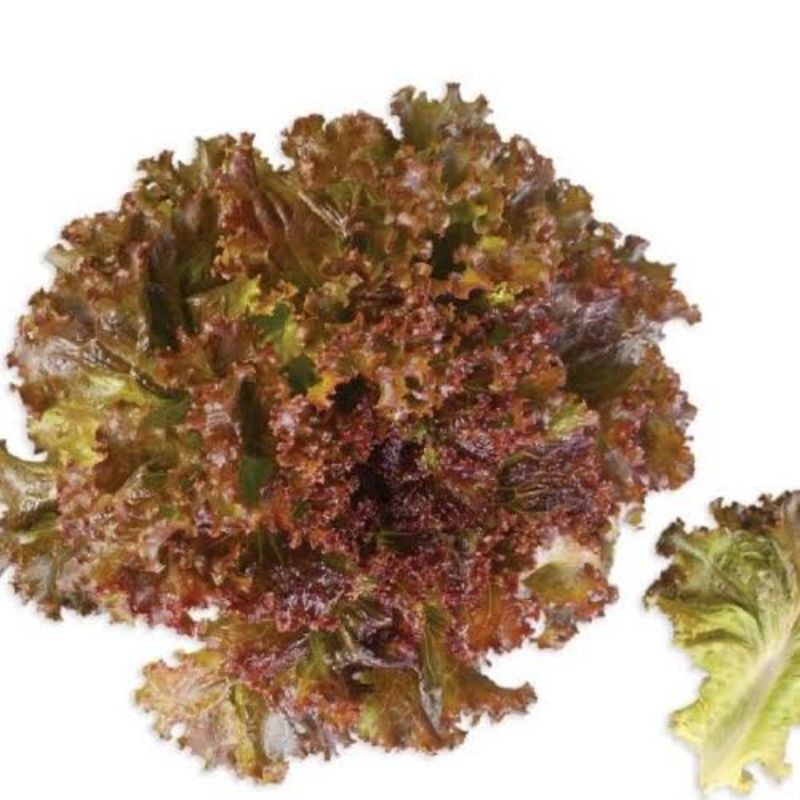 

slada merah/letus red 18000/250gr