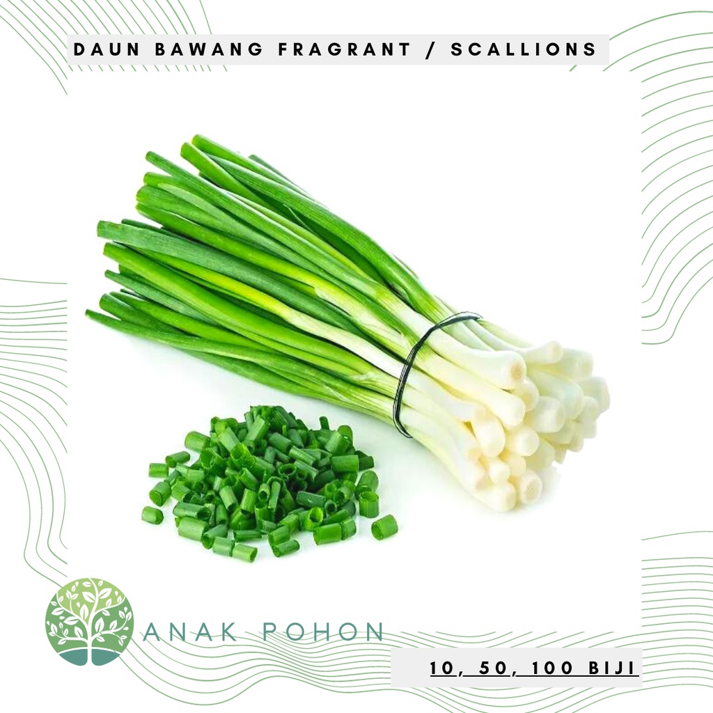 Benih Bibit Biji - Daun Bawang Fragrant (Tahan Segala Cuaca) Scallions Green Onion Seeds - Panen Dalam 120 Hari