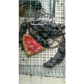 ➵ Perangkap / Jebakan Tikus JUMBO / MASSAL ➤