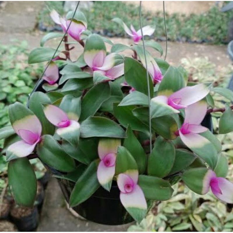 Tanaman hias gantung tradescantia lidah kera