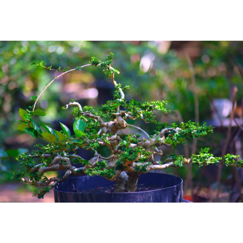 BIBIT bonsai SANCANG/CANGKOK TEMBUS AKAR