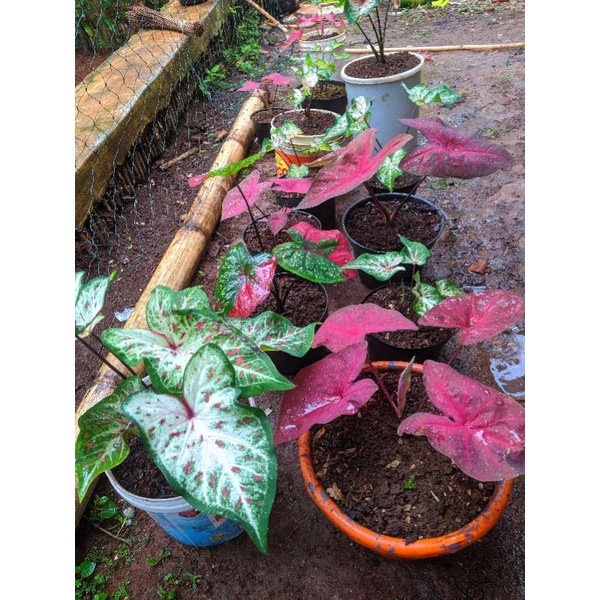 COD Keladi Gingerland, Keladi Mirzani, Keladi Serat Merah, Keladi Wayang Alocasia Bibit Keladi Bongg