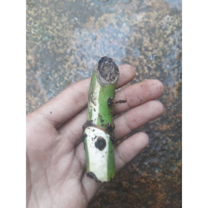 Bonggol tanaman monstera varigata