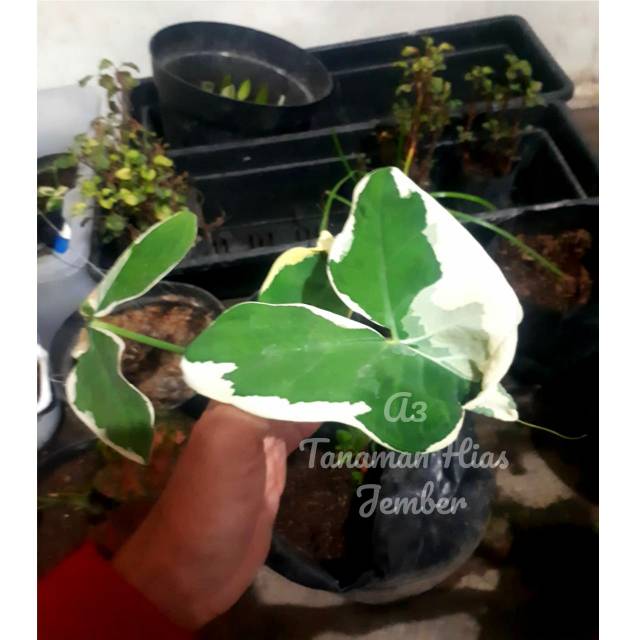 KELADI TIKUS VARIGATA