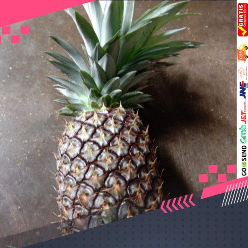 

1kg nanas muda segar