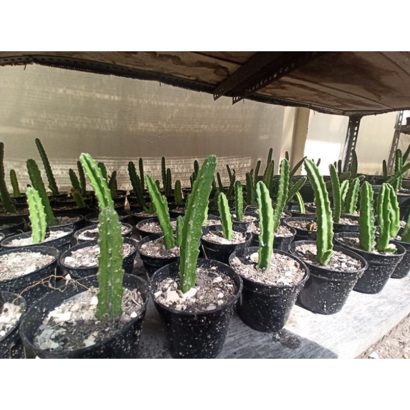 Stapelia gigantea cactus (kaktus yang bisa berbunga) sukulen kaktus