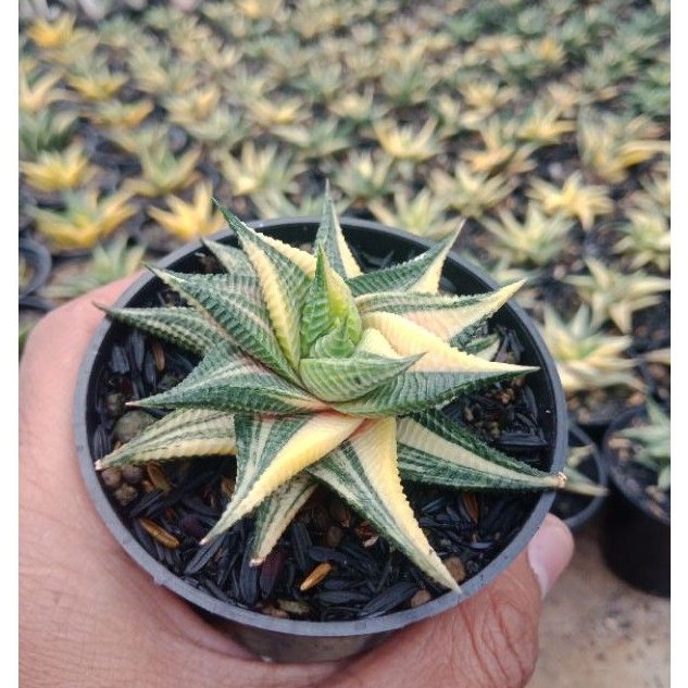 Sukulen Sekulen Haworthia Limifolia Varigata - Sukulen Bandung