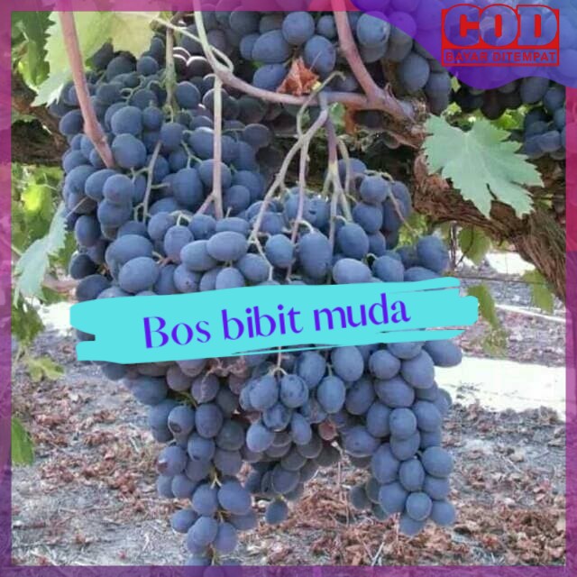 Bibit anggur import autumn royal