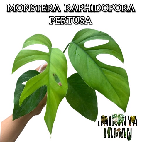 TANAMAN MONSTERA RAPHIDOPORA PERTUSA / MONSTERA PERTUSA