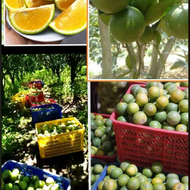 

Ready stock jeruk baby manis hasil panen langsung.