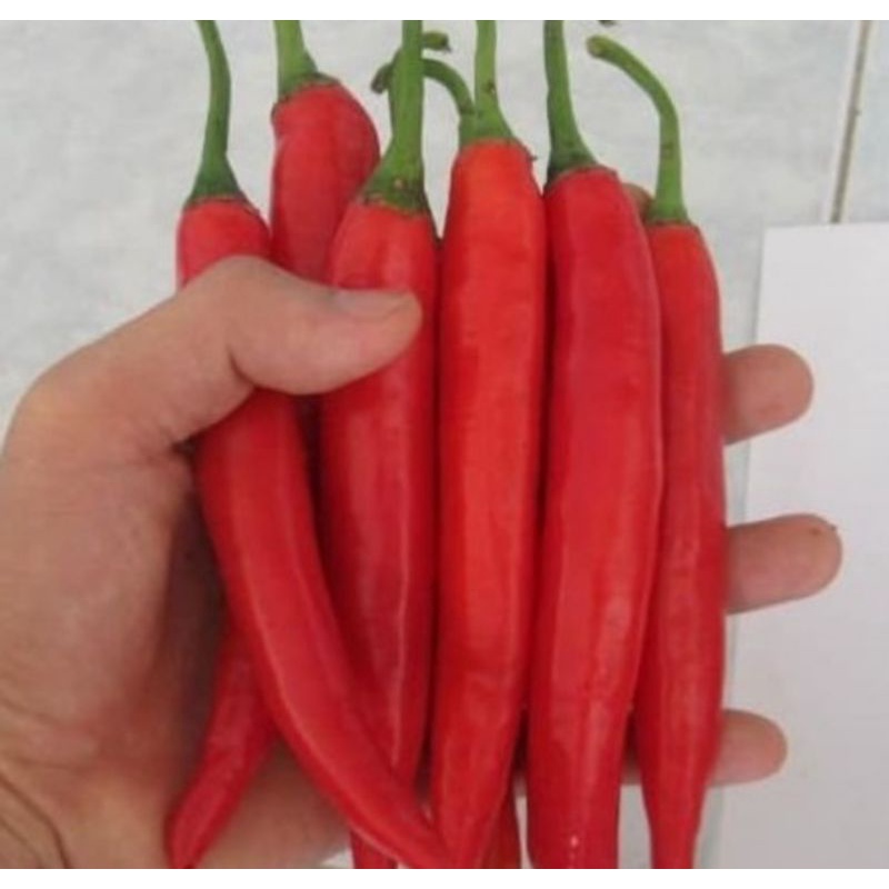 

Cabai Merah Besar TW