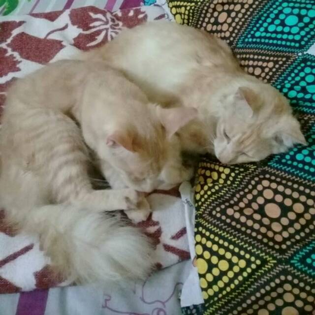 rustiyekti.bintidaroes