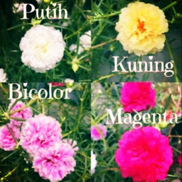 BUNGA PUKUL SEMBILAN KROKOT