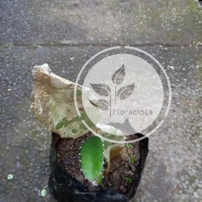 Ori Bibit Buah Naga Kuning Pohon Buah Naga Kuning Terlaris