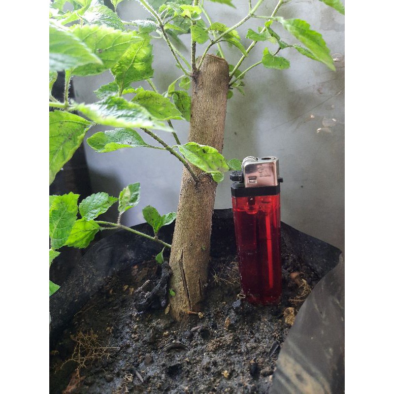 tanaman hias lantana bunga orange/ bahan bonsai lantana bunga orange.