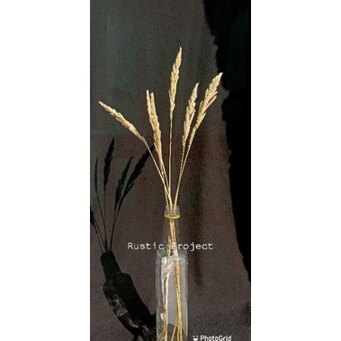 Bunga jawan kering untuk buket bunga dekorasi rustic palem sikas kering ilalang dried gandum Craft