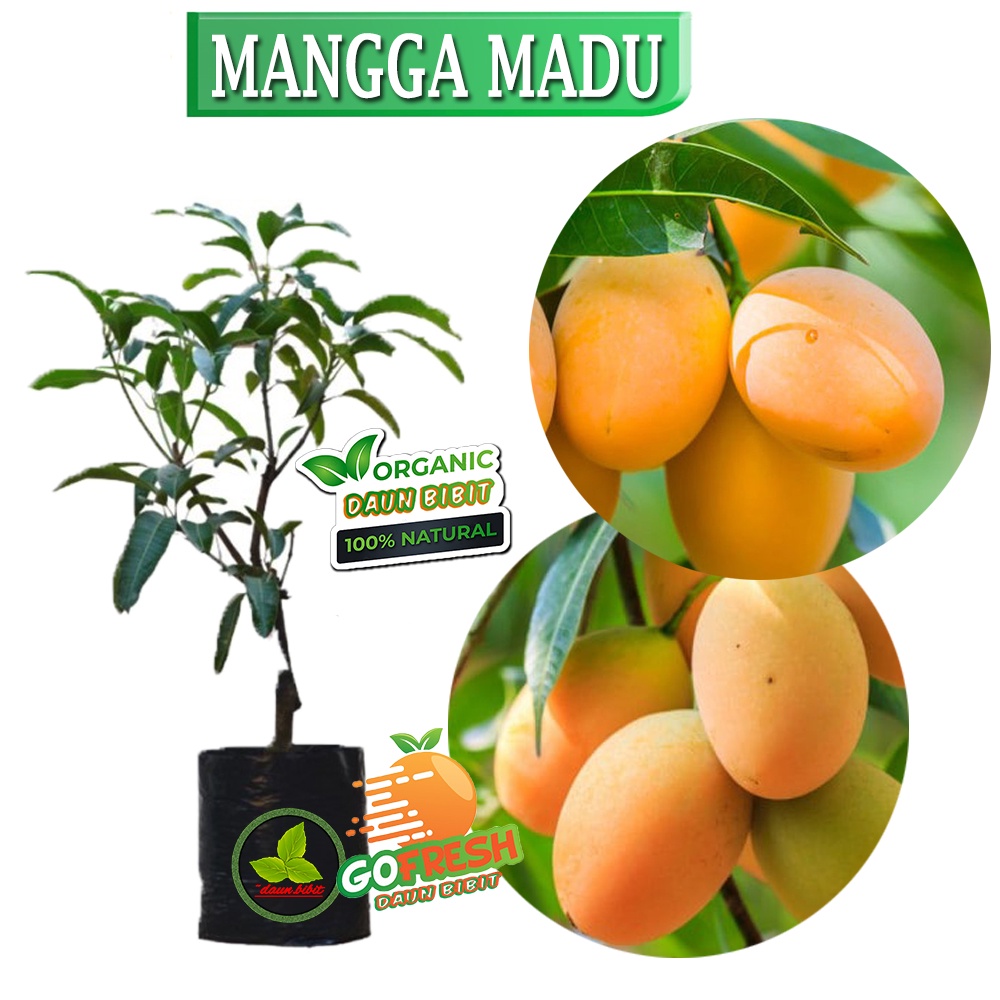 Bibit Mangga Madu Hasil Okulasi Indukan Berbuah (Tabulampot)