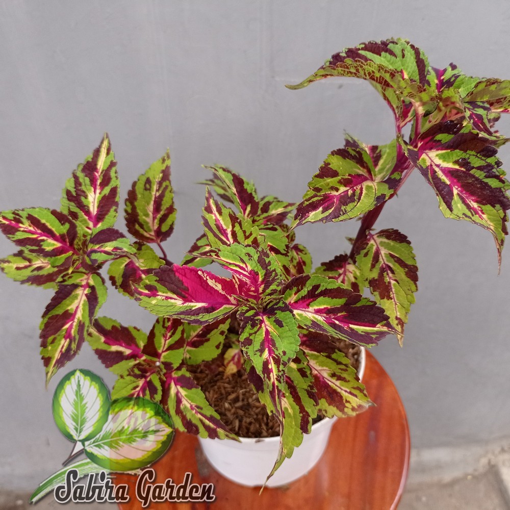 Tanaman Hias Miana Super-Fine Rainbow Masterdance Mix / Miana Baret