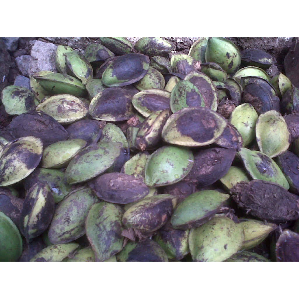 Jual Buah Biji Ketapang Terminalia Catappa Singapore Almond