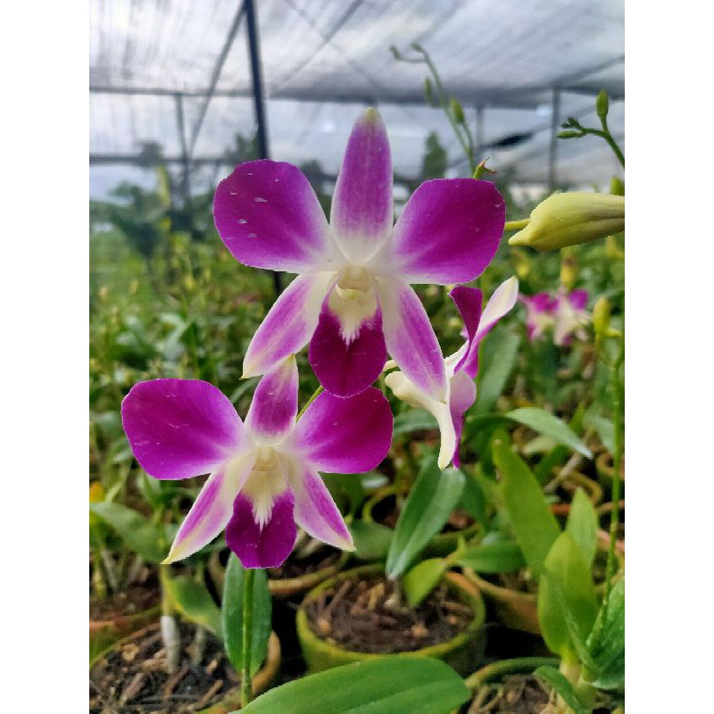 Anggrek Dendrobium Sonia Ersakol