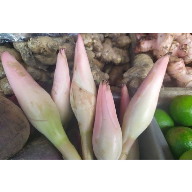 

kecombrang fresh 1kg