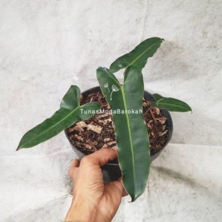 Tanaman hias philodendron atabapoense