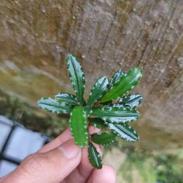 Buce Phalandra Batangan