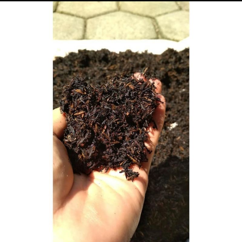 Media tanam organik siap pakai [sekam, tanah subur] cocok buat tanaman online