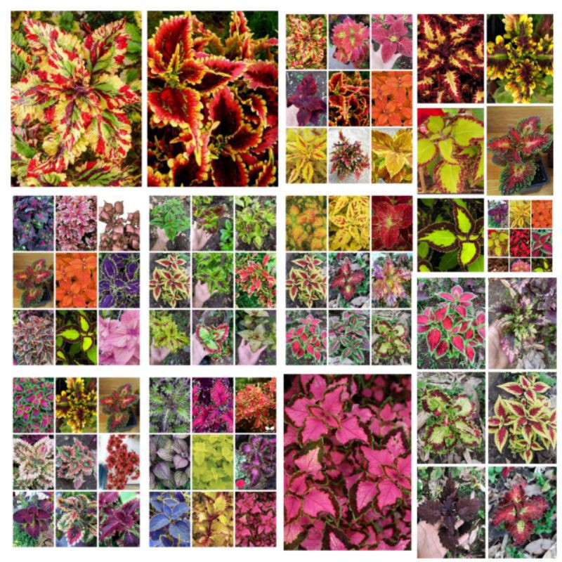 tanaman hias miana stek batang 50 jenis/bunga caleus/iler/jawe kotok/kathok suek bunga murah romosan