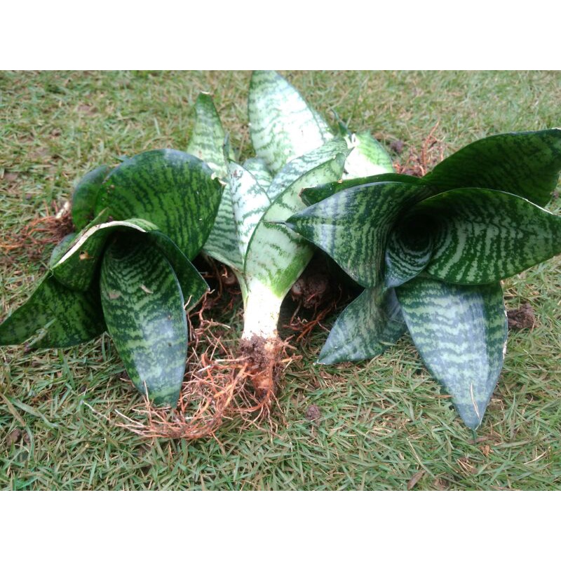 Bibit Lidah Mertua mini