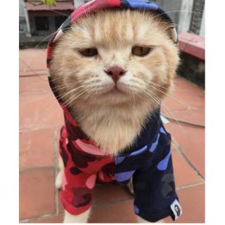 Baju Hewan Baju Anjing Baju Kucing Persia Kucing Anggora Kacamata