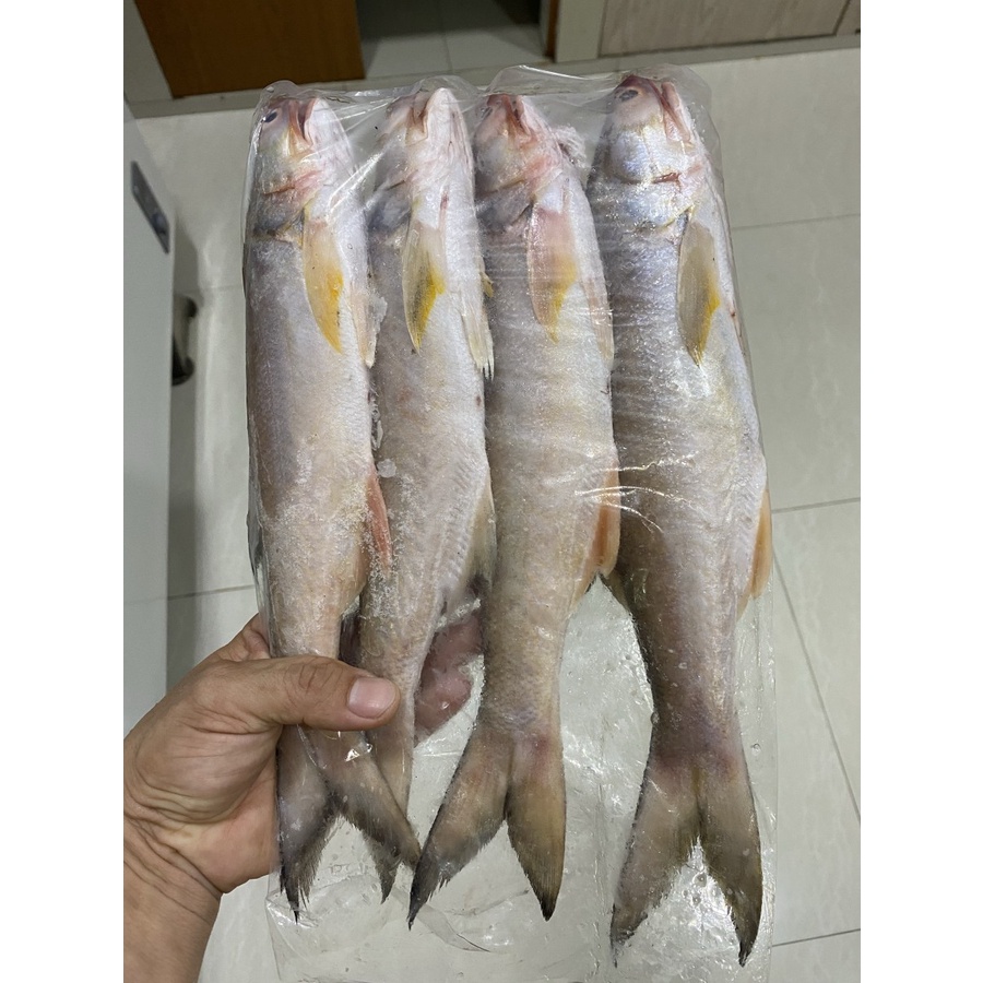 

Ikan kuro frozen / ikan senangin segar beku isi 3-5 ekor