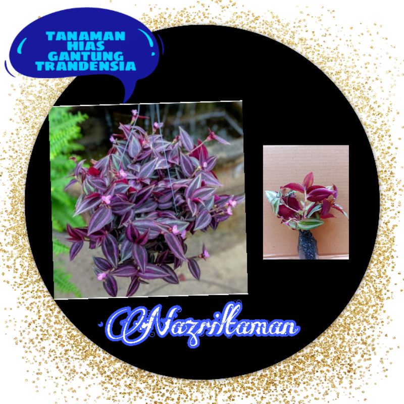 Tanaman hias Gantung Tradescantia / tanaman hias gantung