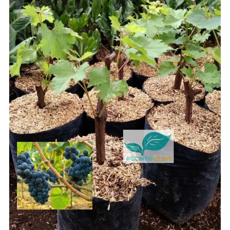 Bibit tanaman anggur hitam/Pohon anggur hitam