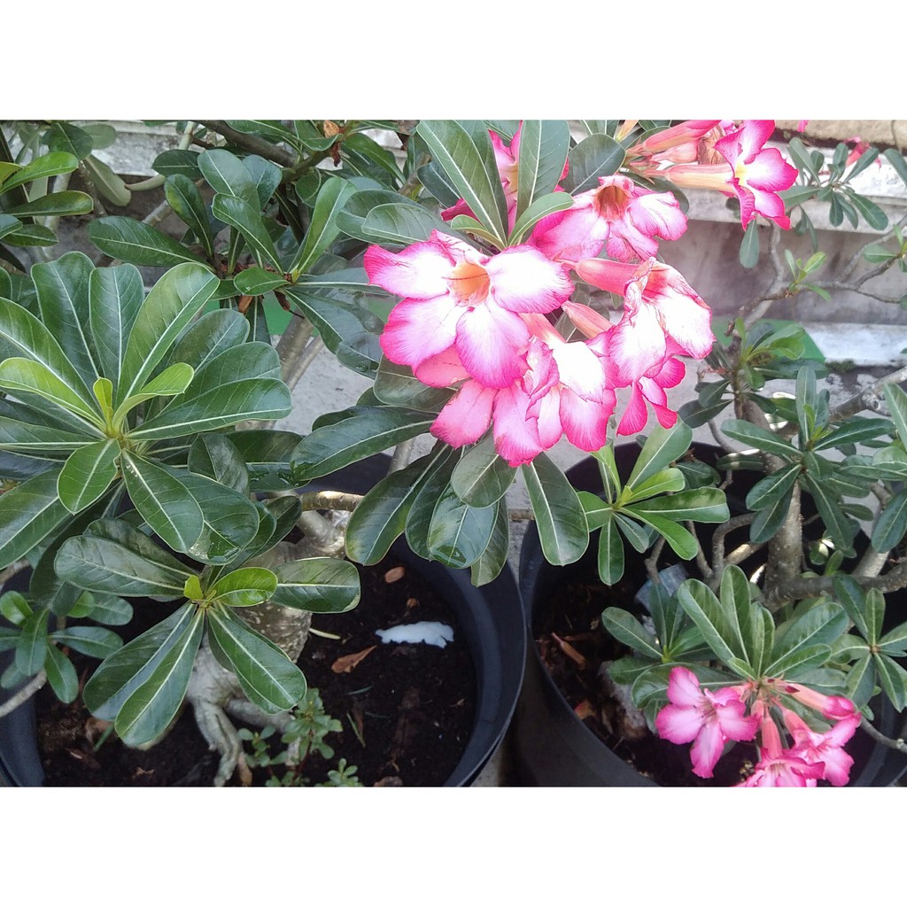 Bunga Kamboja Jepang Adenium Minimal Order 2 Pohon Shopee Indonesia