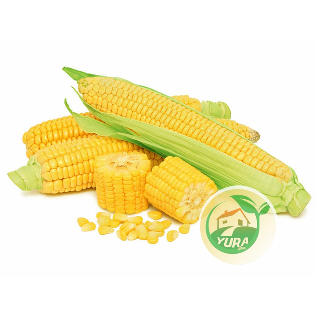 

JAGUNG MANIS Organik 100% Sayur Segar Organic