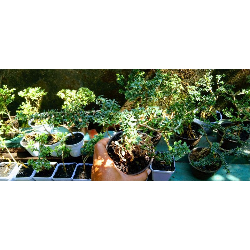 BONSAI SERBIN MIKRO/SERISSA MAME SERIBU BINTANG