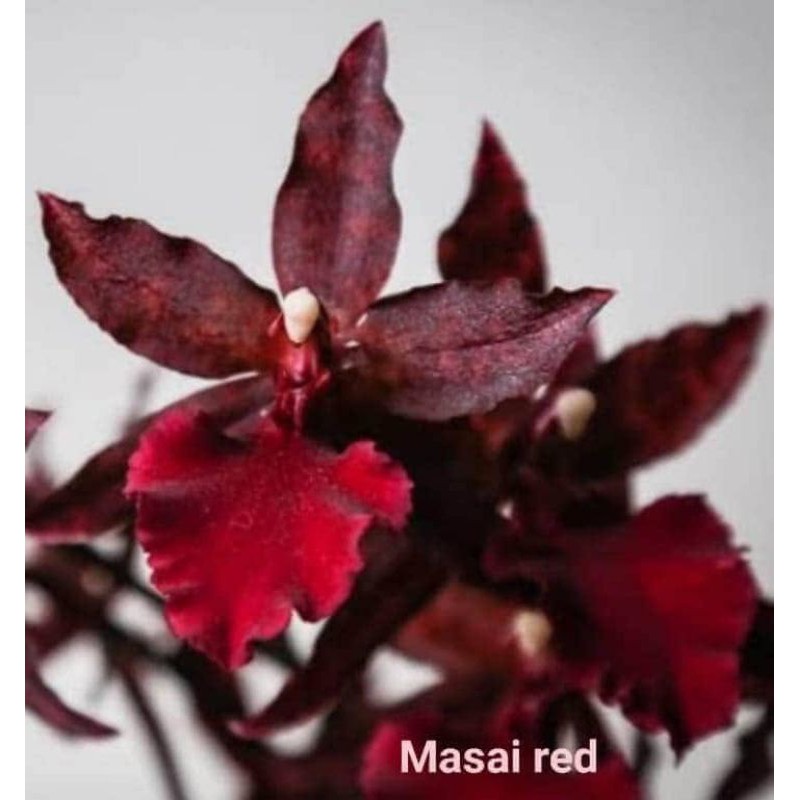 oncidium massai red