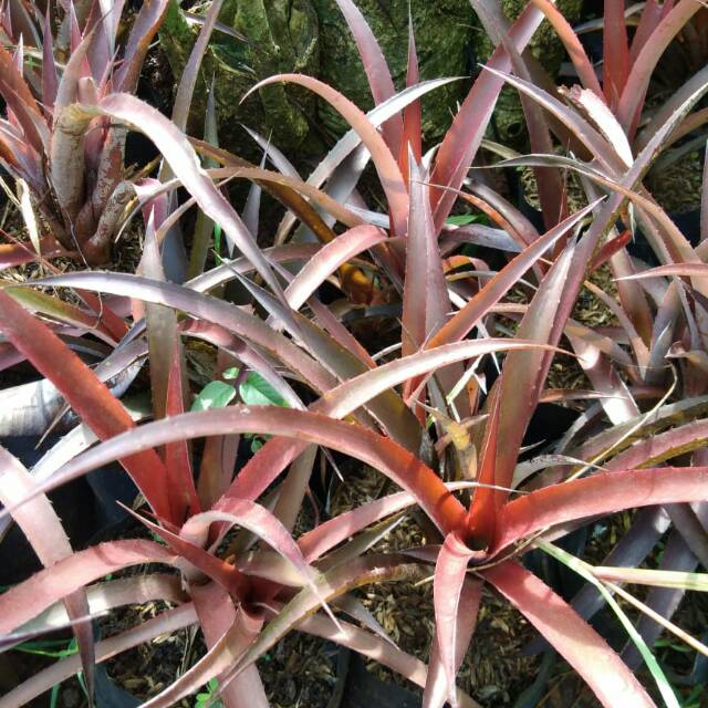 Tanaman hias nanas merah