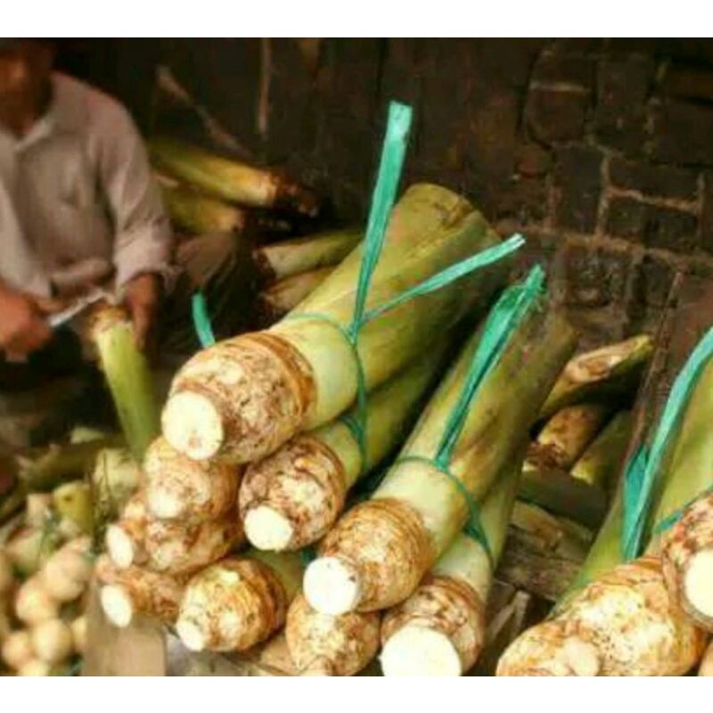 BIBIT TALAS ASLI BOGOR