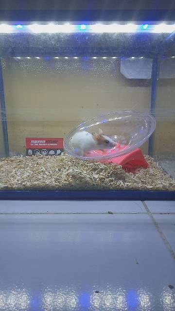 MAINAN HAMSTER - FLYING SAUCER