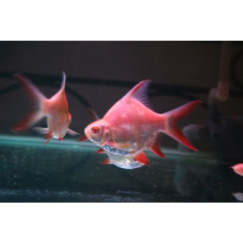 Ikan Kaviat short body king balon