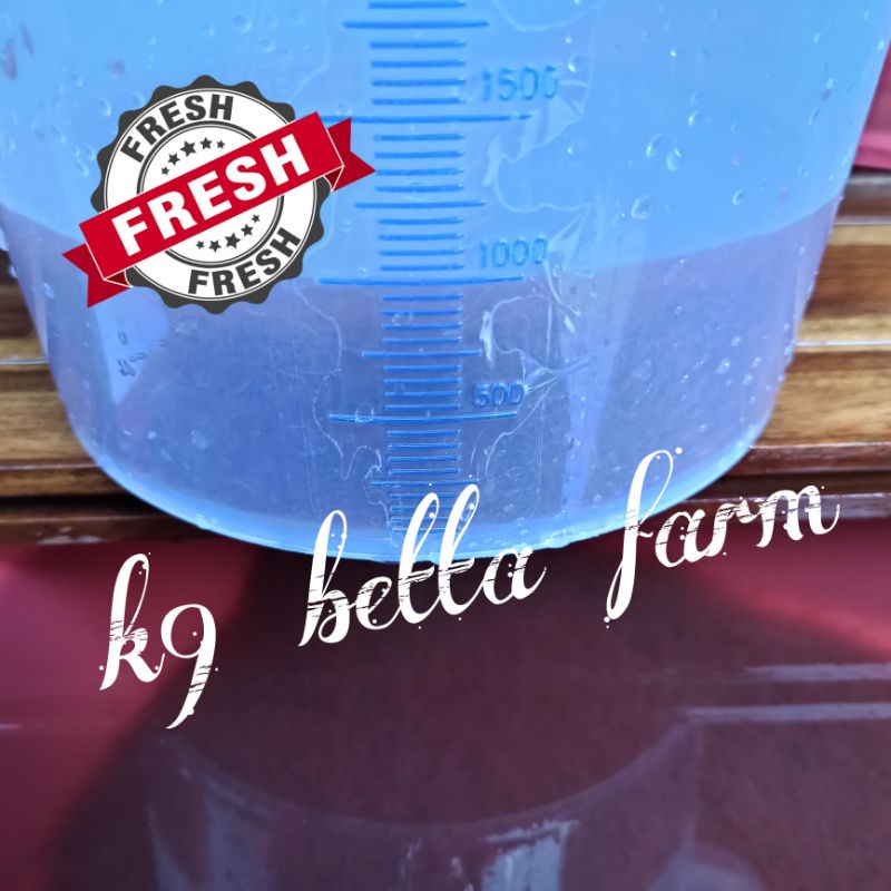 CACING SUTRA 1 LITER - CACING RAMBUT - CASUT BERSIH kondisi HIDUP