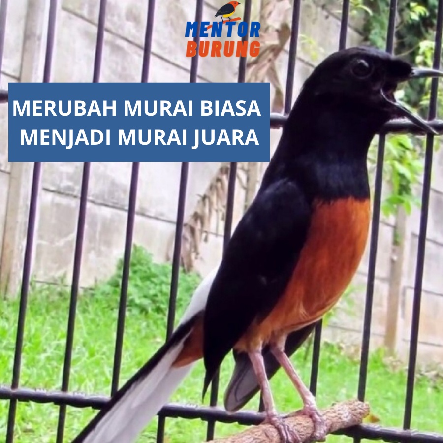 Audio Mp3 Speaker Masteran Burung Murai 1800mah Batu Air Betina Pikatan Borneo Hutan - Trotolan Murai Murah Mentor Burung Terbaru Jernih Berjeda