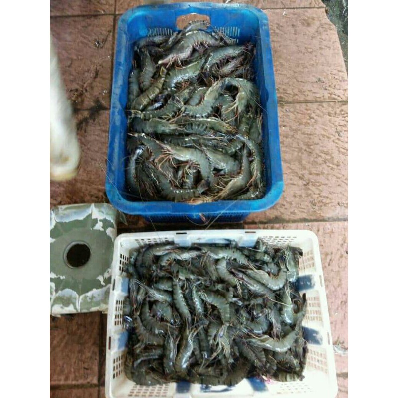 

UDANG PANCET TIGER SEGAR AK20