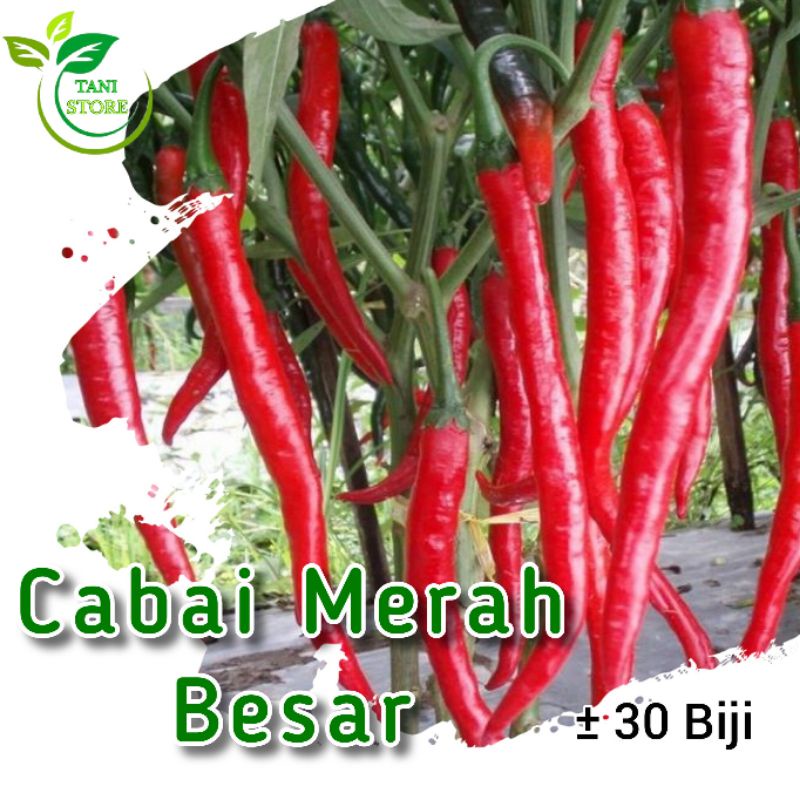 ±25 biji benih cabe merah besar sayuran_bibit tanaman
