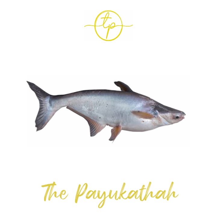 

Ikan Patin Segar / Fresh Seafood Kiloan