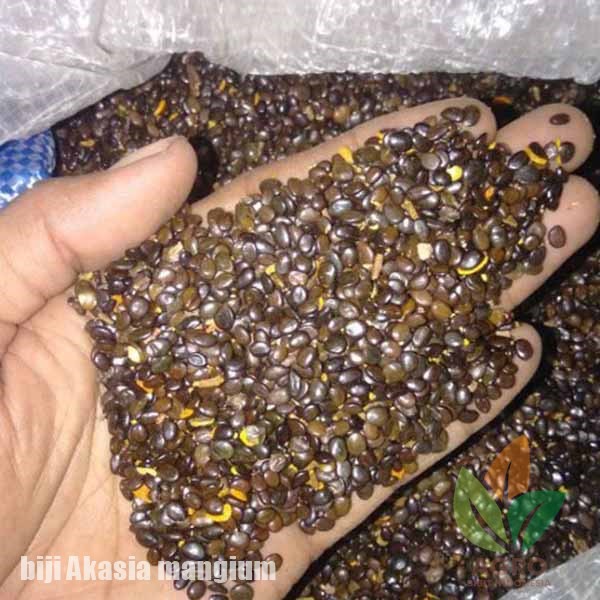 

Biji Akasia Mangium Siap Semai 250gram - Benih Akasia Mangium